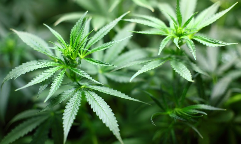cannabis-marijuana-weed-pot.jpg cannabis-marijuana-weed-pot.jpg